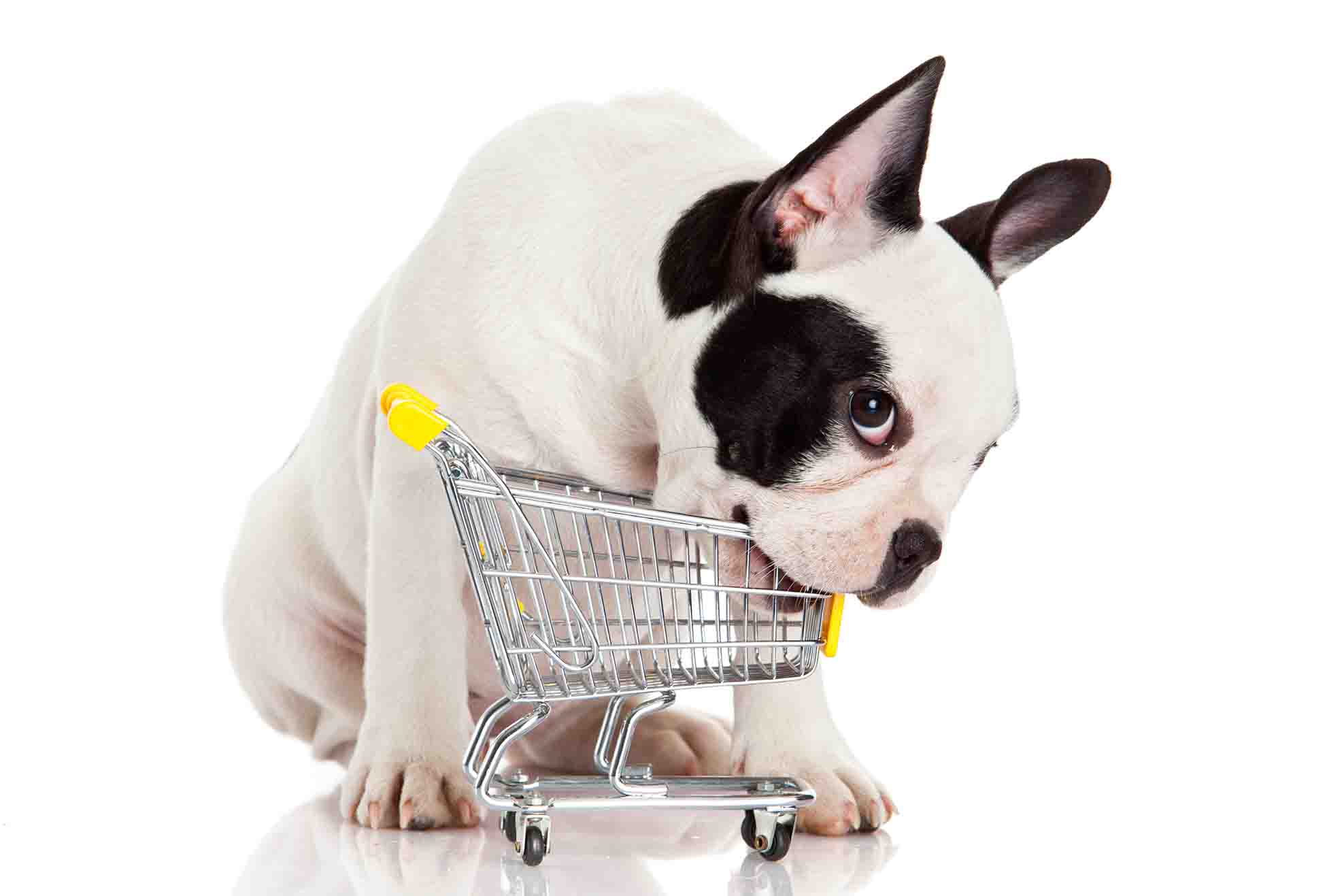 Oportunidades de Marketing Digital para mercado pet